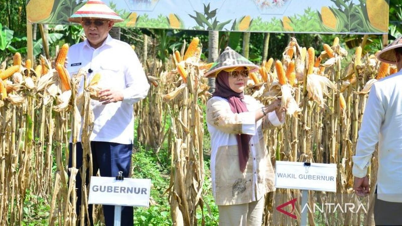 Gubernur Optimistis Produksi Jagung Gorontalo Capai 1,5 Juta Ton pada 2026