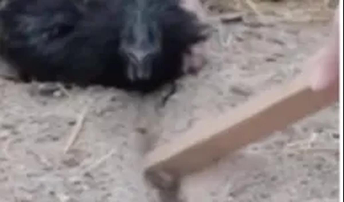 Dalam video tersebut tertulis: “How to hypnotize chickens”, menunjukan menunjukan bagaimana ayam begitu terhipnotis setelah dipegang kepalanya ke bawah menghadap tanah.