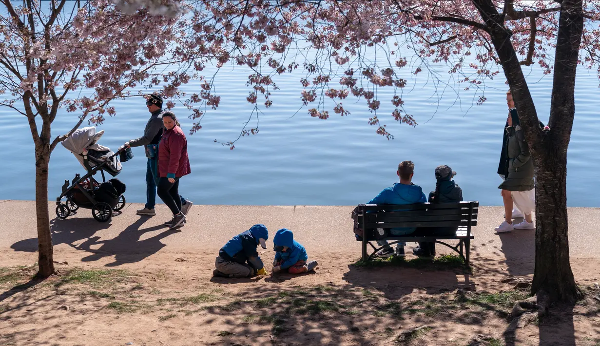 Momen ini menjadi ajang pertemuan orang terdekat untuk menikmati puncak musim bunga sakura yang bermekaran. (AP Photo/Jacquelyn Martin)