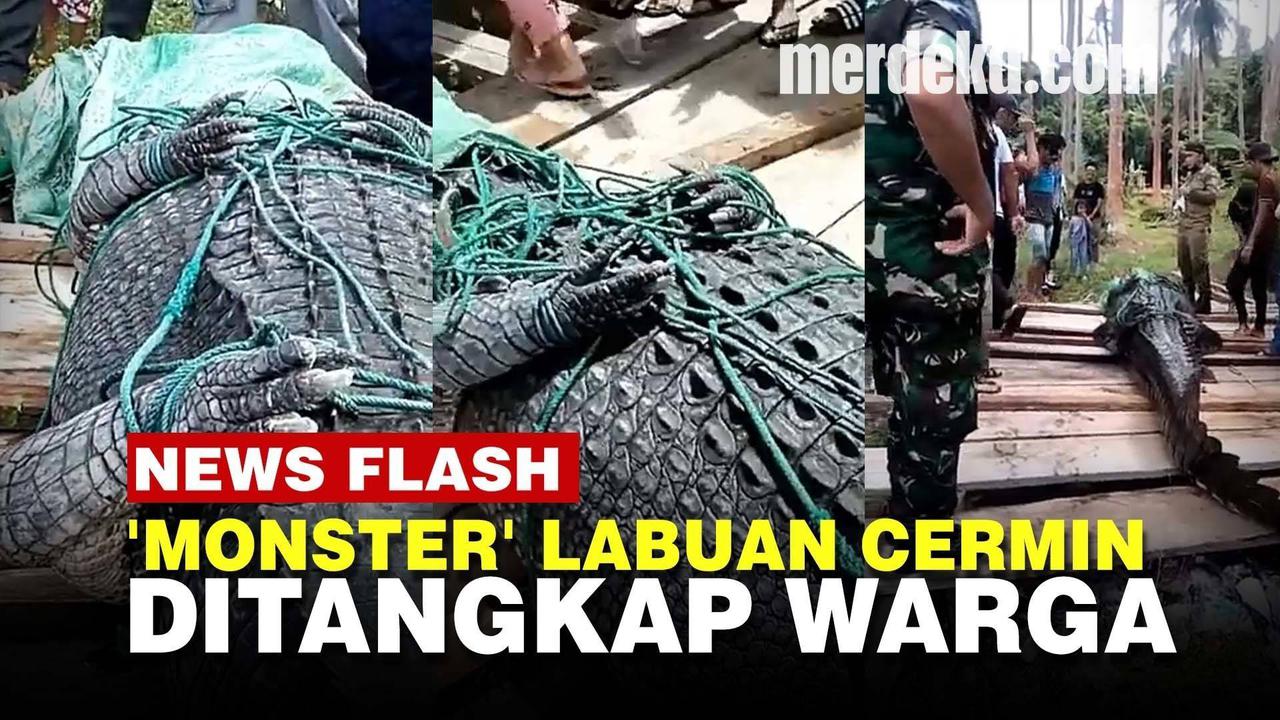 VIDEO: Detik-Detik Buaya Raksasa 'Monster' di Labuan Cermin Ditangkap
