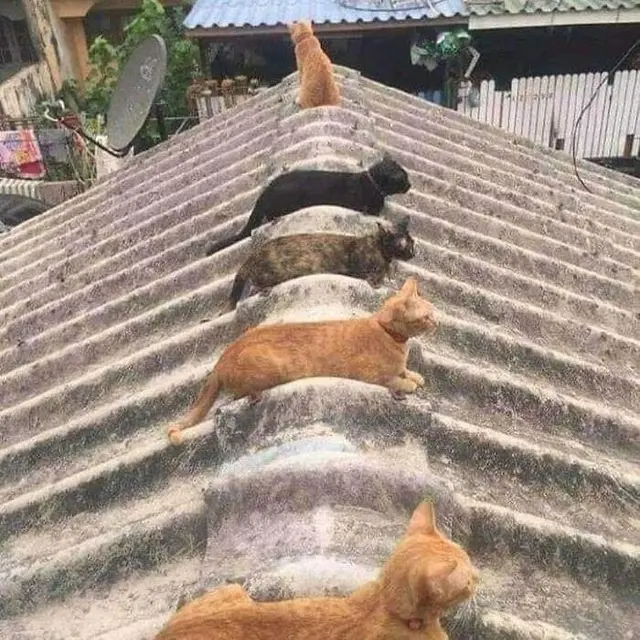 10 Potret Lucu Kucing Lagi Kumpul, Bak Bocah Nongkrong Bareng