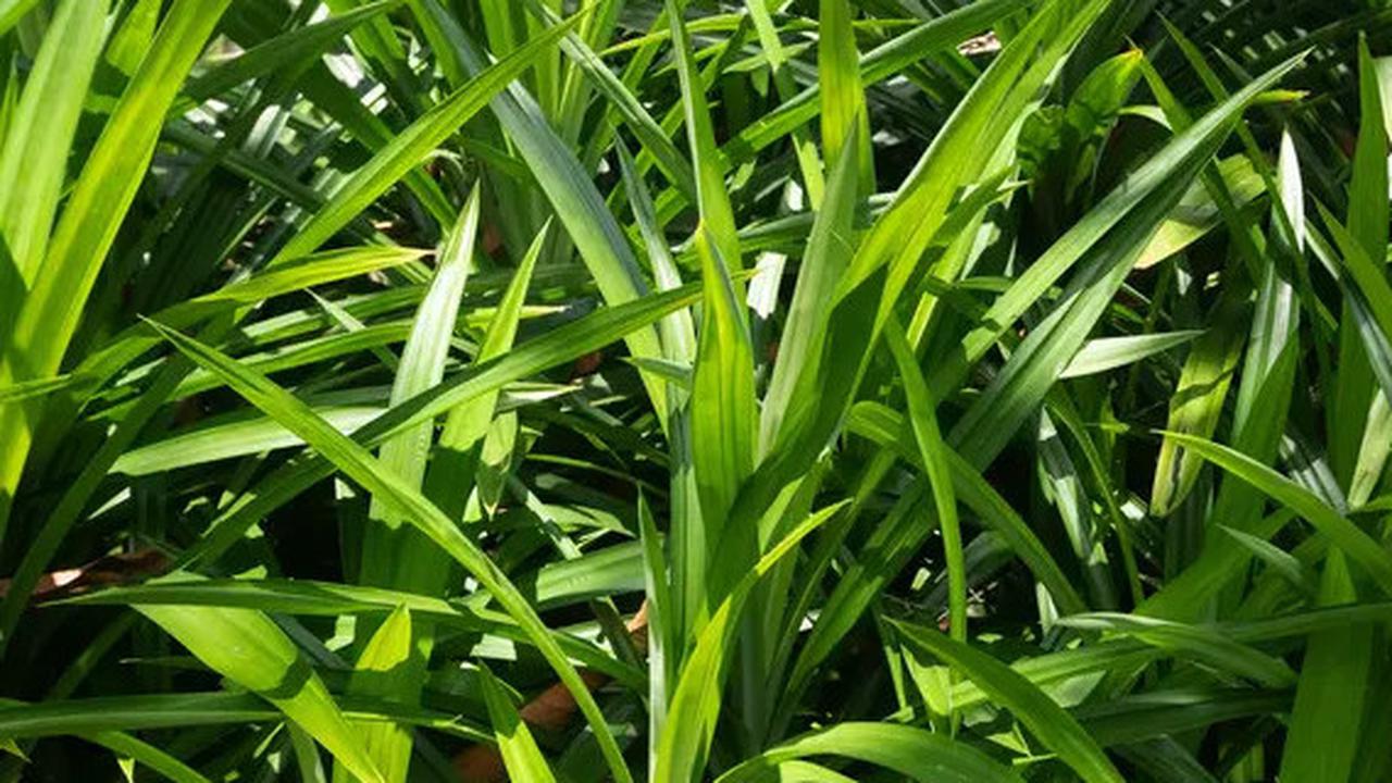 5 Resep Minuman Alami dari Daun Pandan untuk Menurunkan Kolesterol dan Tekanan Darah Tinggi