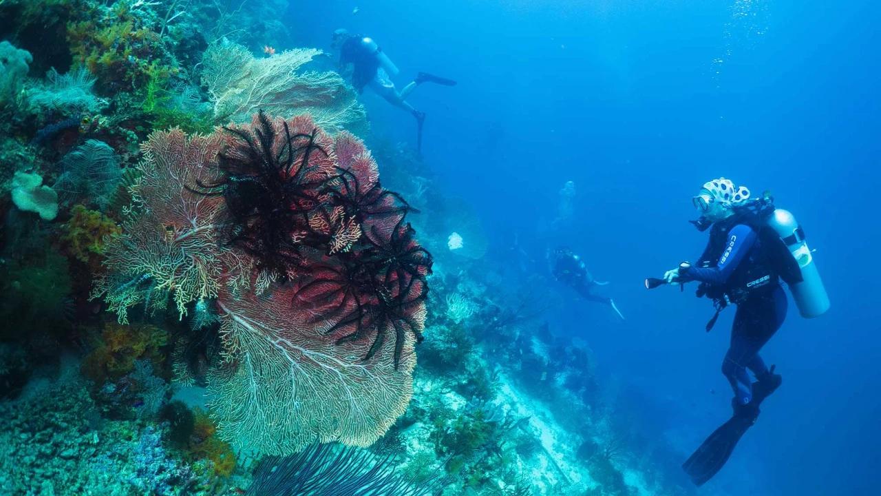 FOTO: Raja Ampat Hadapi Tekanan di Tengah Keajaiban Bawah Laut
