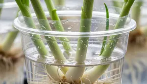 Cara Menanam Daun Bawang di Gelas Plastik Bekas, Solusi Praktis Panen Sayur dari Sudut Rumah