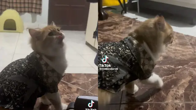 8 Tingkah Lucu Koma, Kucing Kesayangan Warga TikTok yang Berpisah dengan Pemiliknya