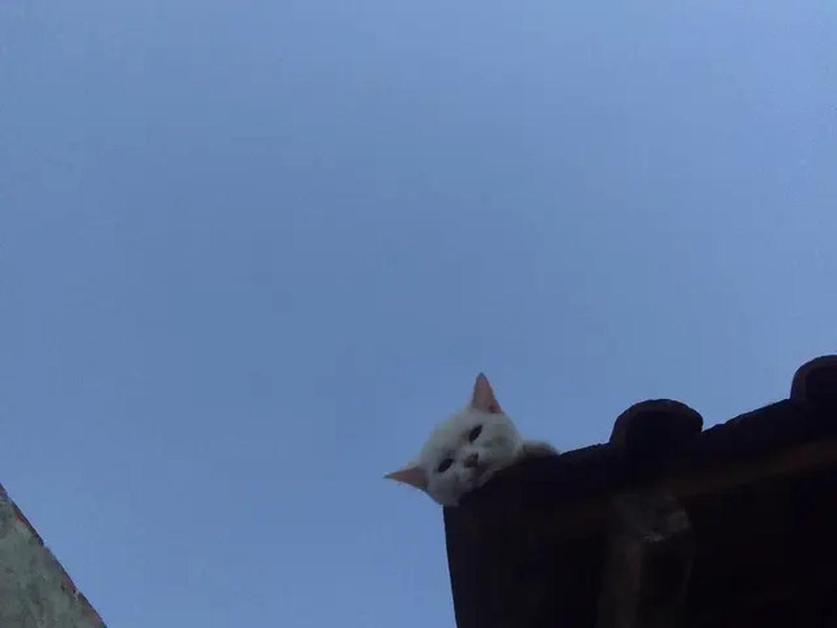 6 Potret Kucing Nyantai di Atap Rumah, Sering Dikira Hilang karena Tak Pulang