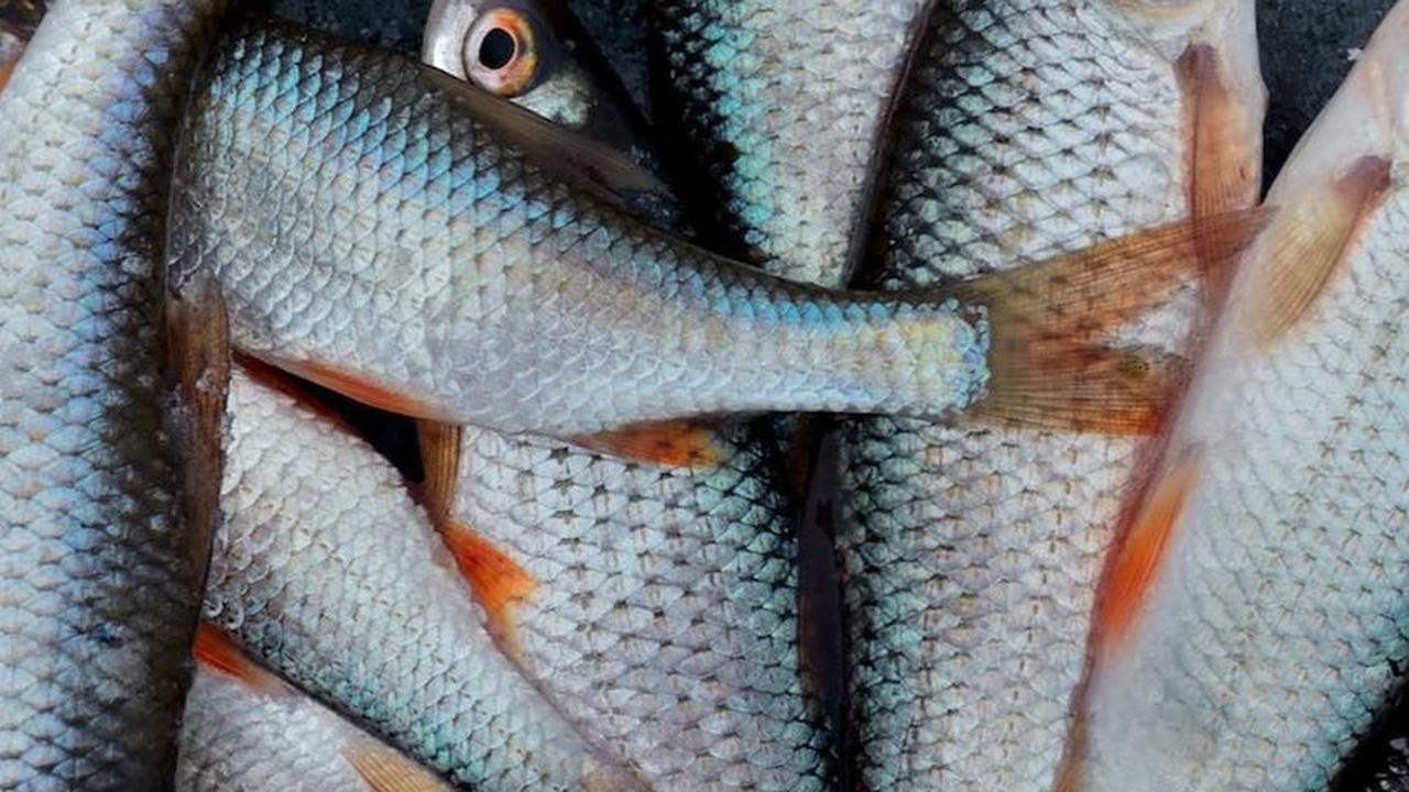 4. Ikan