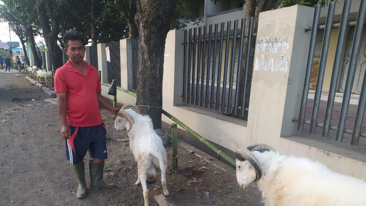 Para pedagang hewan domba Garut, Jawa Barat, nampak lesu akibat minimnya penjualan hewan kurban, saat menjelang Idul Adha 1441/2020.