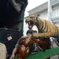 Petugas menyita Harimau Sumatera yang diawetkan (offset) saat penggeledahan terhadap rumah tersangka penodongan pelajar SMA menggunakan senjata api, Abdul Malik di kawasan Kemang, Kamis (26/12/2019). Polres Jakarta Selatan menyita empat hewan langka yang sudah dibekukan. (merdeka.com/Imam Buhori)