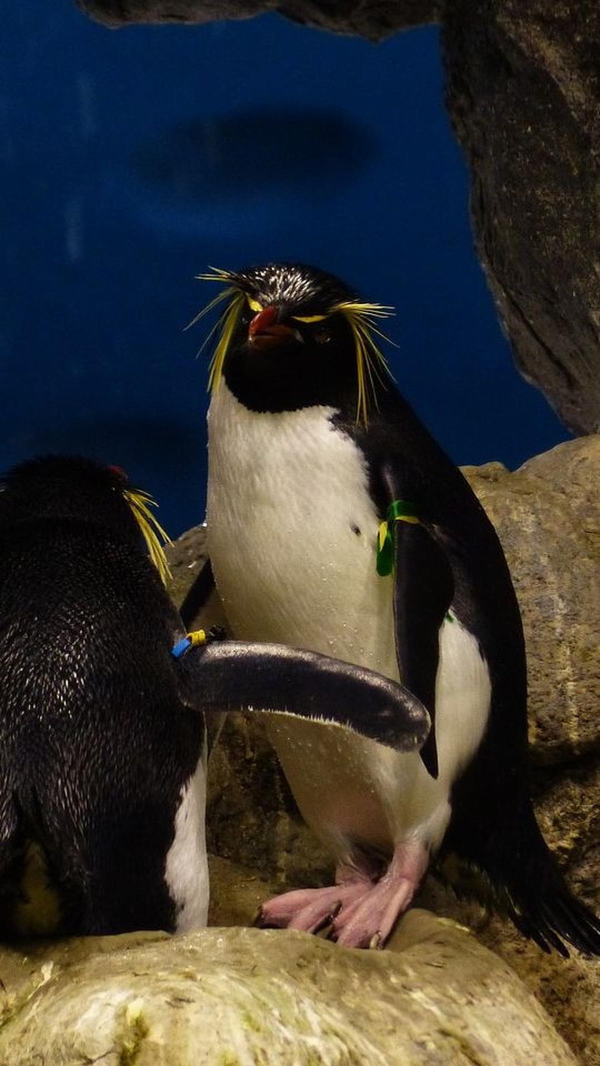 Pertama, Ada Hewan Penguin Jambul