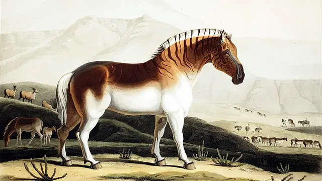 Quagga (Wikipedia/Public Domain)