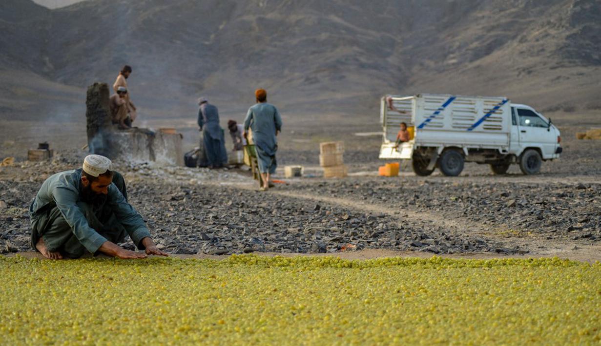 Petani meletakkan anggur ke tanah untuk dikeringkan saat membuat kismis di Kandahar, Afghanistan, 6 September 2021. (JAVED TANVEER/AFP)