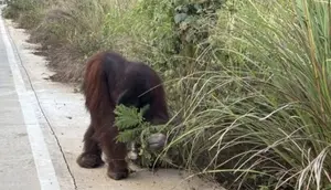 Miris Orangutan Mengais Makanan di Pinggir Jalan, Diduga Kelaparan