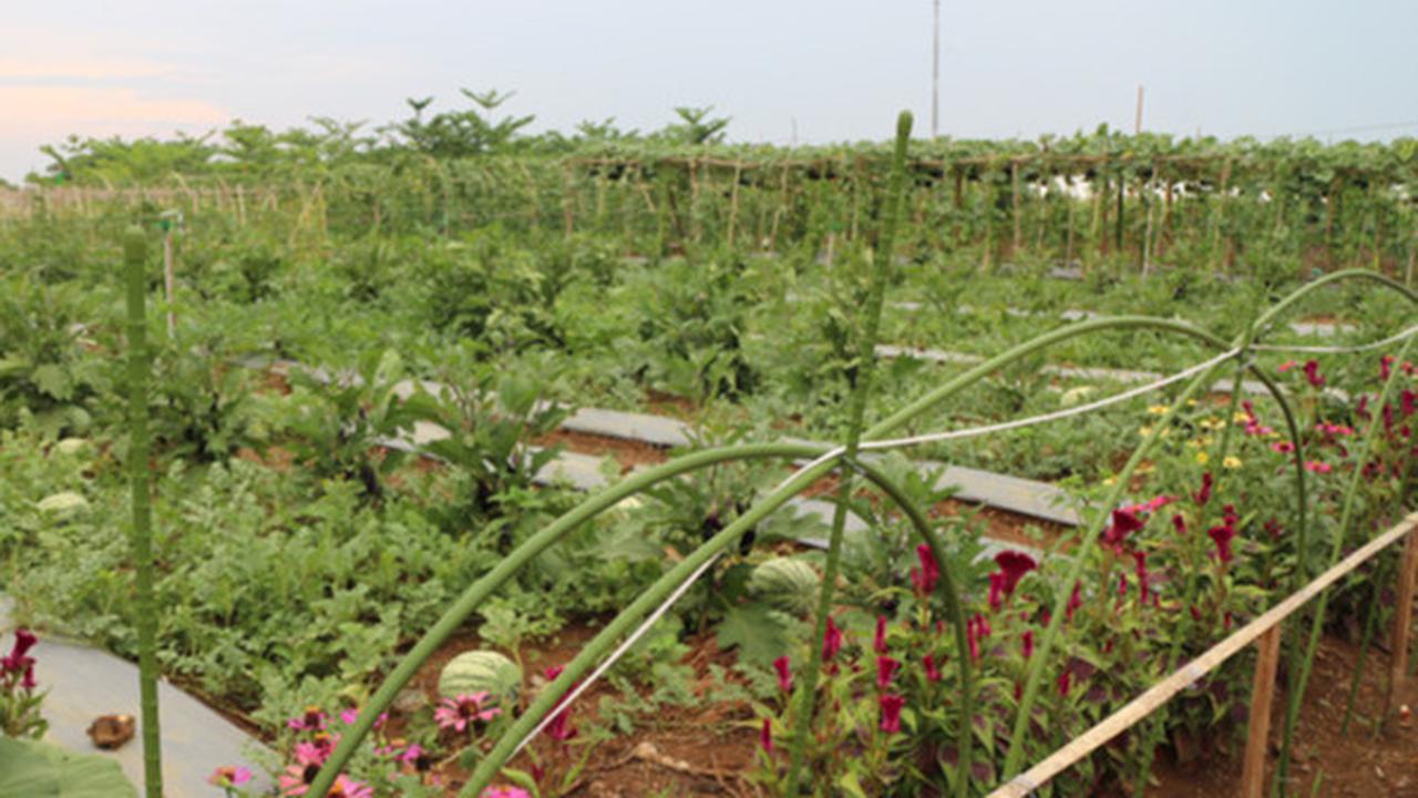 Cerita Petani Hortikultura di Pandeglang, Biaya Produksi Pertanian Jadi Murah Sejak Ada Koperasi