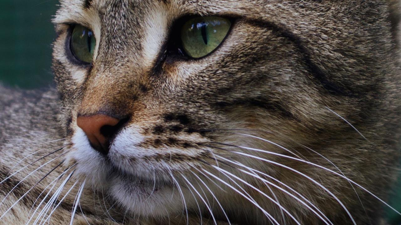 10 Penyakit Kulit yang Mengintai Kucing Kesayanganmu, Waspada!