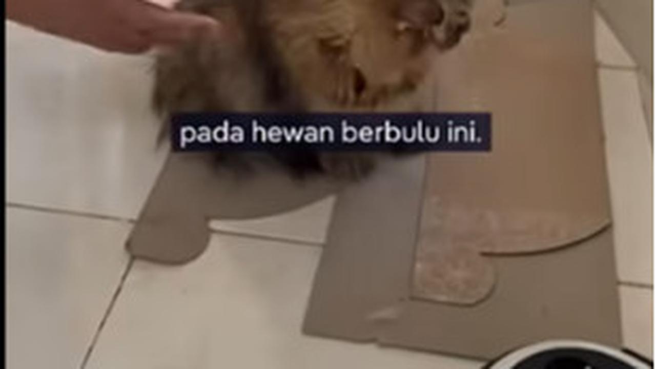 Cat Sitter