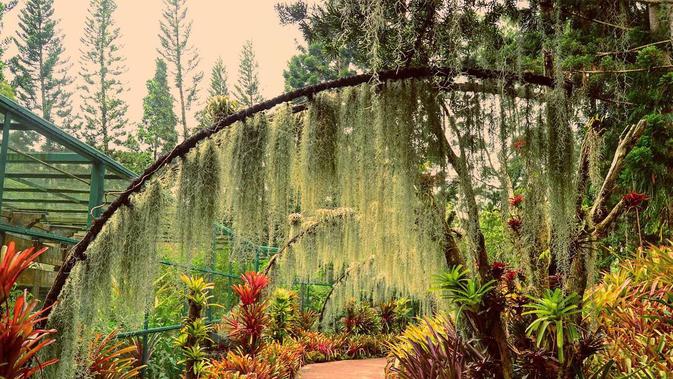 Singapore Botanic Garden (Sumber foto: Cosmopolitan)