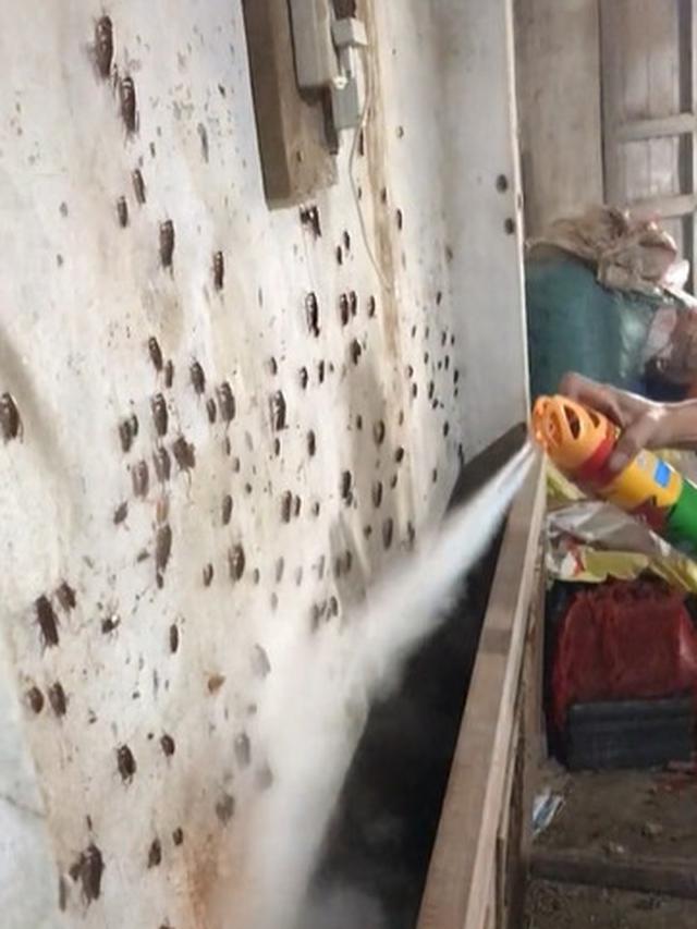 Aksi Pria Basmi Ratusan Kecoak Ini Bikin Bergidik, Viral di Media Sosial