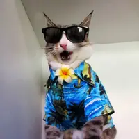 [Bintang] 15 Wardrobe Kucing