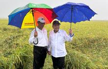 Wamenhan M Herindra Tinjau Panen Raya Food Estate di Papua Selatan