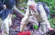 Dua Bunga Rafflesia Arnoldii Mekar Serempak di Hutan Palupuh Agam, Tarik Perhatian Global