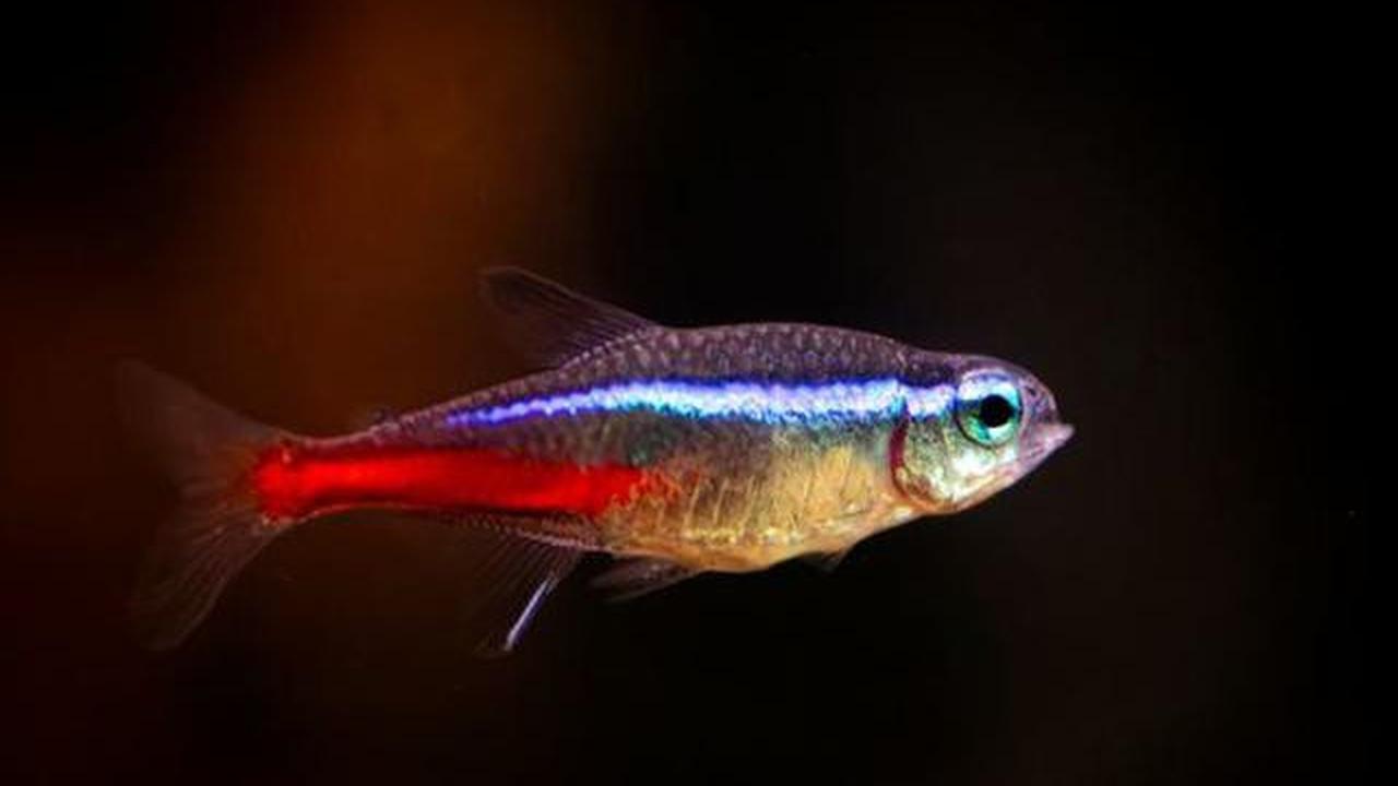 9 Ide Ternak Ikan Hias di Rumah yang Tidak Cepat Mati dan Minim Perwatan