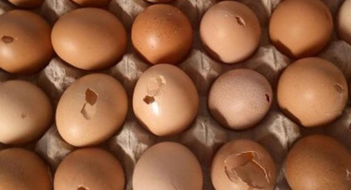 Berapa Menit Merebus Telur Agar Salmonella Mati? Hati-Hati kalau Masih Setengah Matang