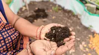 Jenis Pupuk Agar Pohon Buah Mini Cepat Berbuah dan Lebat