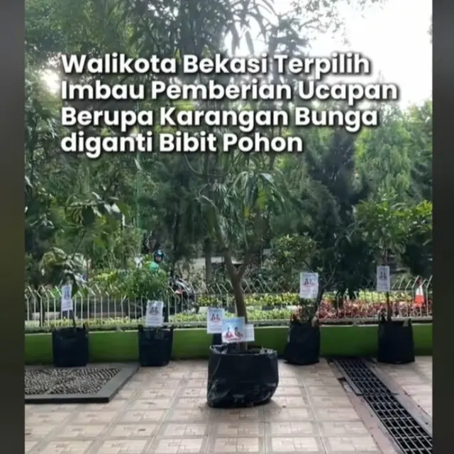 Bukan Karangan Bunga, Wali Kota Bekasi Tuai Pujian karena Minta Diberikan Bibit Pohon Saat Pelantikan.  foto: TikTok @ceritabekasi_