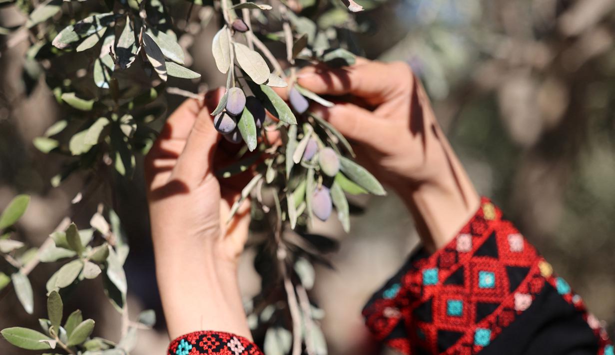 Relawan Palestina membantu petani memanen buah zaitun selama musim panen di sebuah ladang di lingkungan Shijaiyah dekat perbatasan dengan Israel, timur Kota Gaza (7/10/2021). (AFP/Mohammed Abed)