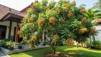15 Cara Membuat Pohon Kelengkeng Pendek tapi Cepat Berbuah Lebat, Jangan Asal Pangkas
