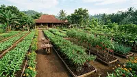 7 Inspirasi Kebun Rumah Ala Kampung di Lahan Luas Tapi Tetap Tertata Rapi