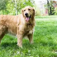  Menggelitik tingkah anjing golden retriever yang pura - pura mati (foto ; istimewa)