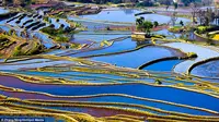 Indahnya Sawah di Tiongkok yang Dikira Lukisan