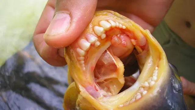 Ikan Pacu