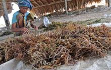 Indonesia Bangun Pusat Riset Rumput Laut Internasional di Teluk Ekas, NTB