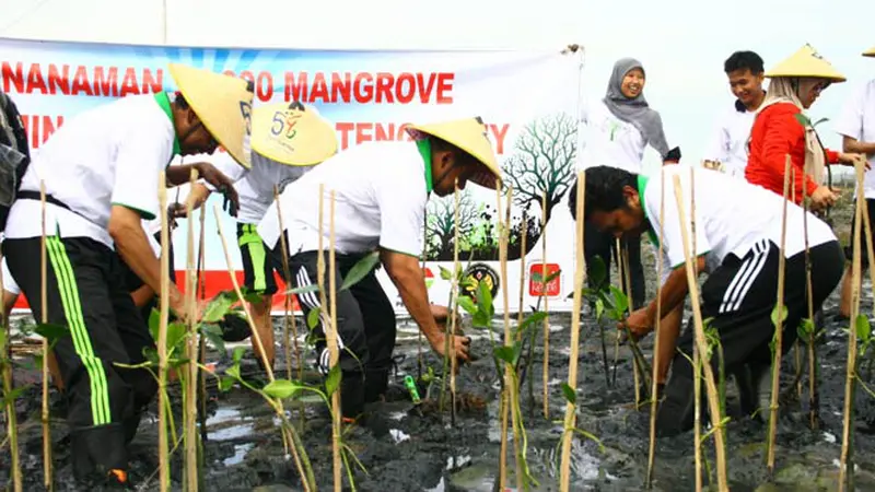 mangrove-131210c.jpg