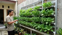 Trik Pasang Rangka Spasi 5 Cm pada Kebun Botol Vertikal, Cegah Tembok Rumah Lembap dan Berjamur Hitam