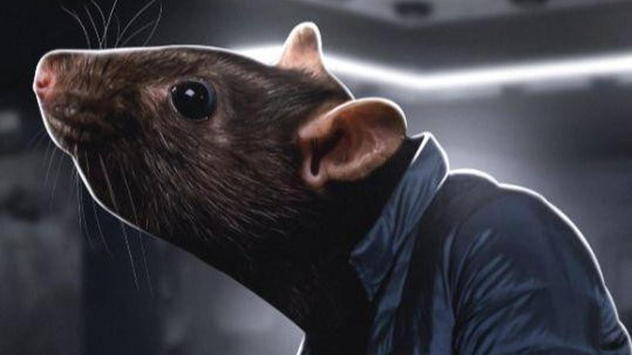 Jewelry Store Caught Rat Trying To Steal Expensive Diamond Necklace