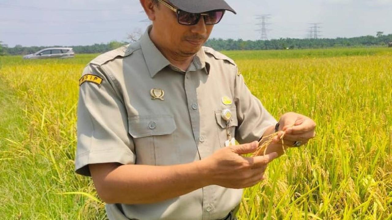 Tahukah Anda? BRMP Jambi Targetkan 80 Ton Benih Padi Inpari 32 untuk 2025