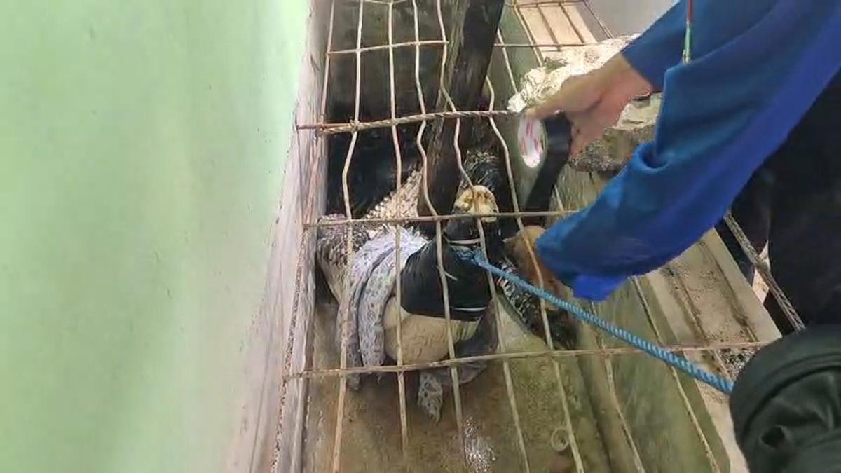 Hidup Satu Atap Puluhan Tahun, Buaya ‘Nunung’ Kini Tak Lagi Tinggal di Rumah