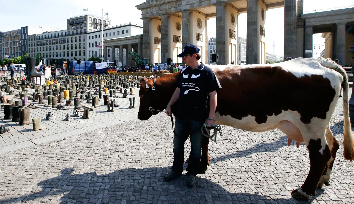 Seorang peternak membawa sapi saat aksi protes harga susu di depan gerbang Brandenburg, Berlin, Jerman, Senin (30/5).  Selain membawa sapi, para peternak itu juga memenuhi gerbang Brandenburg dengan ratusan sepatu. (REUTERS/Fabrizio Bensch)