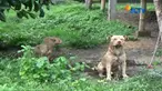Pria paruh baya di Kediri, yang sedang mencari kayu bakar tewas mengenaskan akibat diserang anjing penjaga.