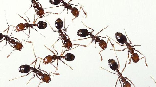 4 Cara Alami Usir Semut dari Rumah Anda