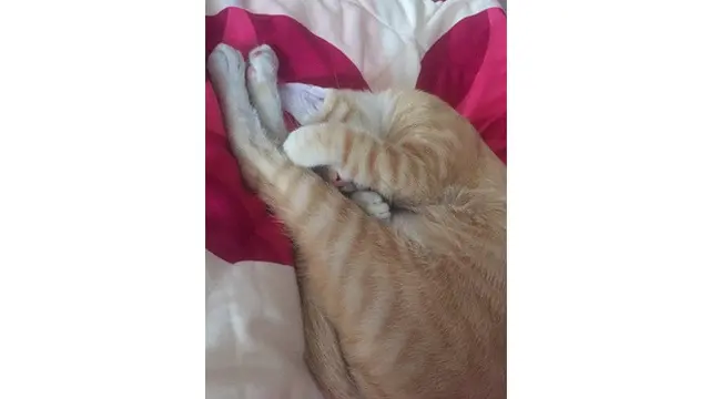 6 Foto Ini Buktikan Definisi 'Malu-malu Kucing' yang Sebenarnya