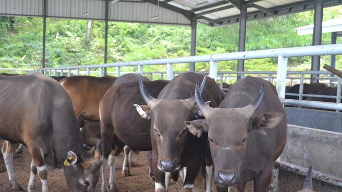 Ketiadaan Pakan Ternak Bikin Puluhan Sapi Di Ntt Mati Regional