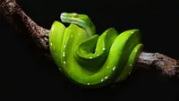 Top 10 Most Beautiful Snake Species From Around the World