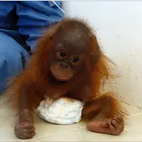 Untuk mengingat betapa hangatnya pelukan sang ibu yang telah dibunuh, Joss, bayi orangutan ini selalu memeluk dirinya sendiri. 