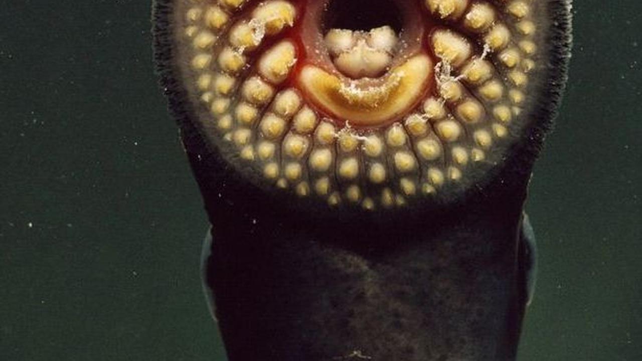 <b>Lamprey: Berusia 360 Juta Tahun</b>