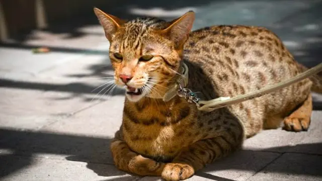 Ini Dia 10 Ras Kucing Termahal di Dunia Tahun 2021